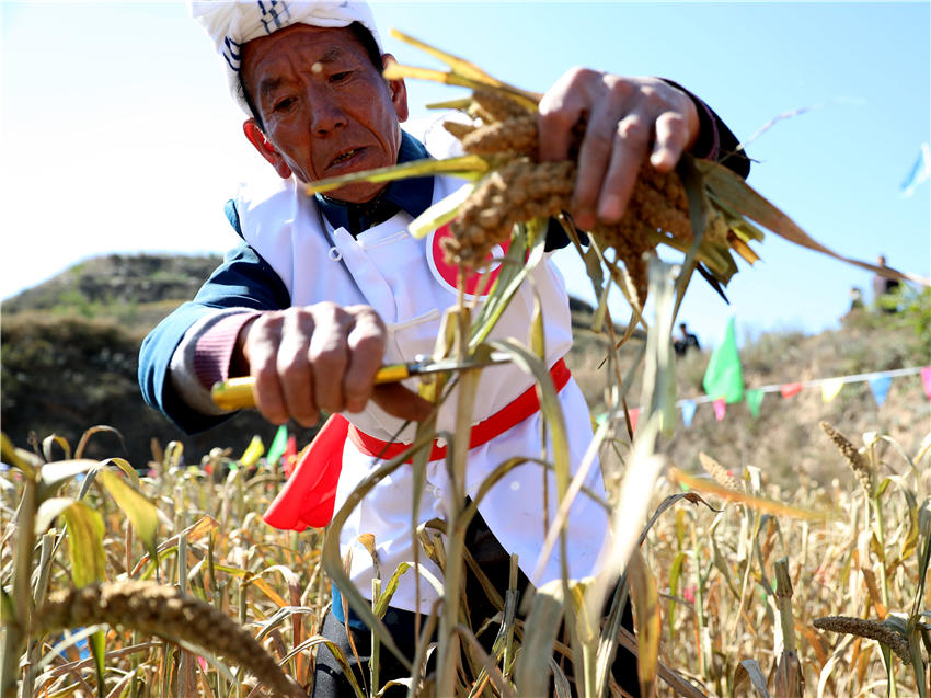 高西溝村的谷子地里，農(nóng)民隊(duì)員們割谷打捆，一派熱火朝天景象。杜銀寶攝