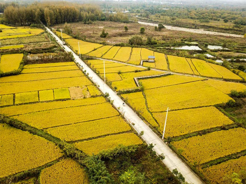 背靠大秦嶺的長(zhǎng)安王莽恢復(fù)了水稻種植，水鄉(xiāng)農(nóng)耕景觀得以再現(xiàn)。吳超攝