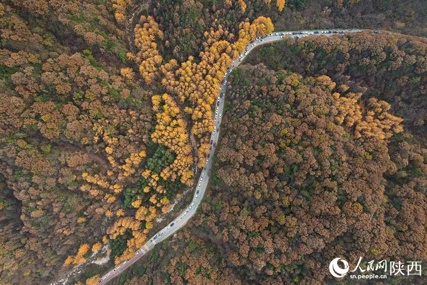 10月30日，210國道秦嶺分水嶺沿途車流如織，秋色正濃。楊凱 攝