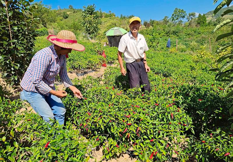 陜西尚都富硒辣椒農(nóng)業(yè)發(fā)展有限公司位于旬陽高新區(qū)呂河工業(yè)園區(qū)，主要從事從事辣椒種植、加工和銷售。該公司同農(nóng)戶簽訂訂單收購協(xié)議，由農(nóng)民種植辣椒，公司進行收購。圖為村民正在采摘辣椒。周尚攝