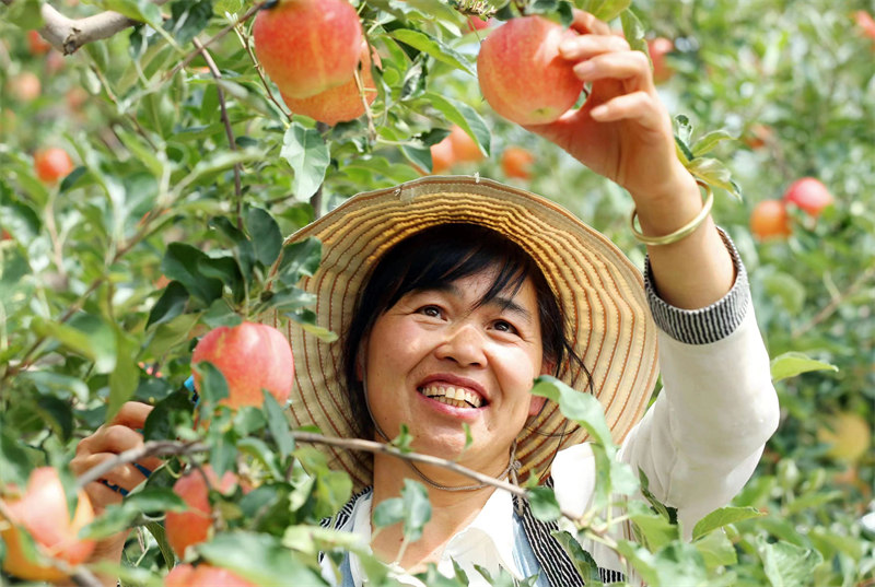 近日，陜西省合陽(yáng)縣甘井鎮(zhèn)的蘋果迎來(lái)豐收，已有超3萬(wàn)件蘋果被銷往全國(guó)各地。雷現(xiàn)榮 攝