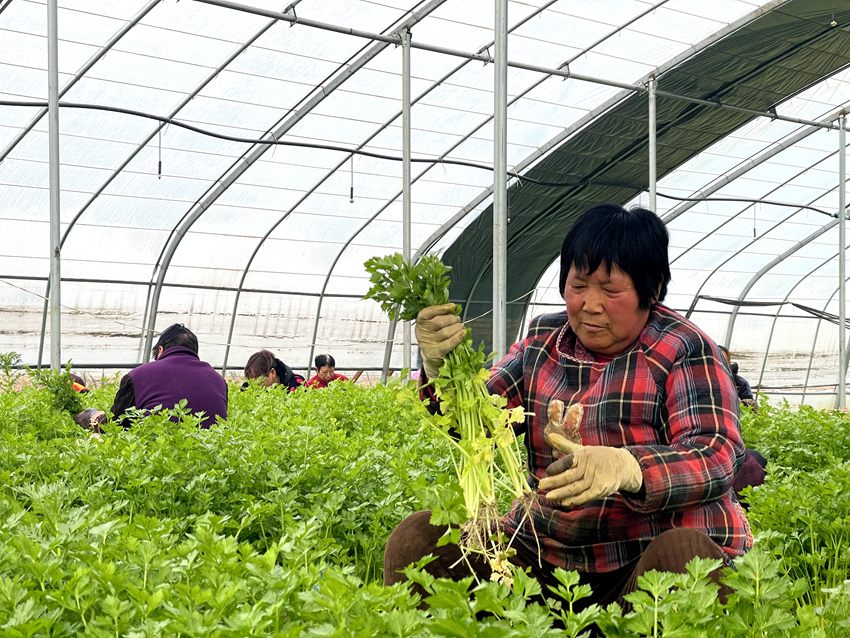 蔬菜大棚內(nèi)群眾正在采收麥芹。人民網(wǎng)袁飛 攝