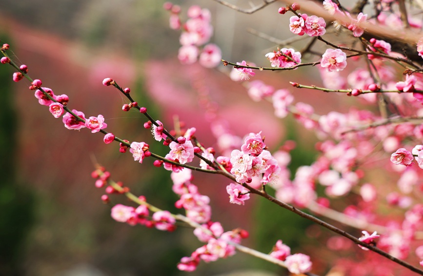 一簇簇梅花盛開(kāi)，紅似火粉如霞。趙靜 攝