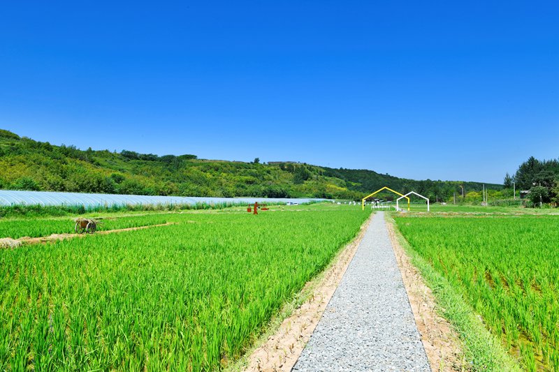 白鹿原上稻花香。陜西藍(lán)田縣前衛(wèi)鎮(zhèn)供圖