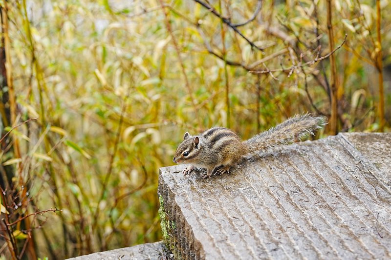 青山綠水牛背梁。牛背梁國家森林公園供圖