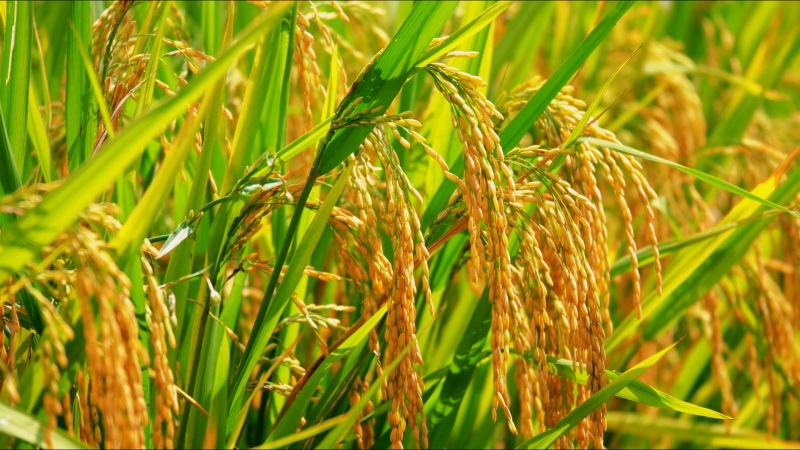 陜西漢陰: 稻田豐收美如畫。黃智發(fā)攝