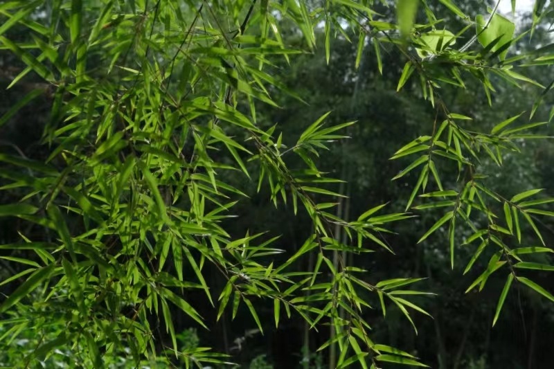 周至縣張龍村“竹海”。李銳攝