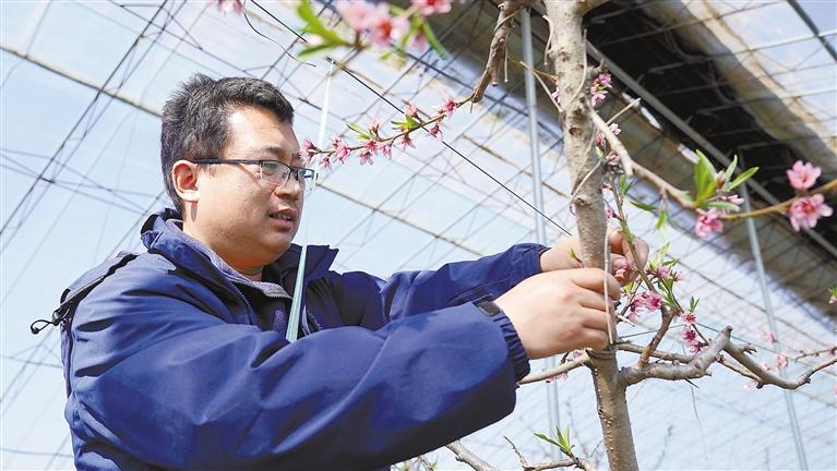 3月1日，達靖文在管護大棚桃樹。