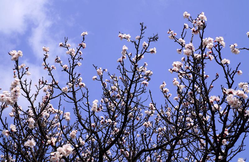 3月25日，西安市臨潼區(qū)仁宗街道莊王村官溝組杏花嶺上的杏花迎風(fēng)怒放。王三合攝