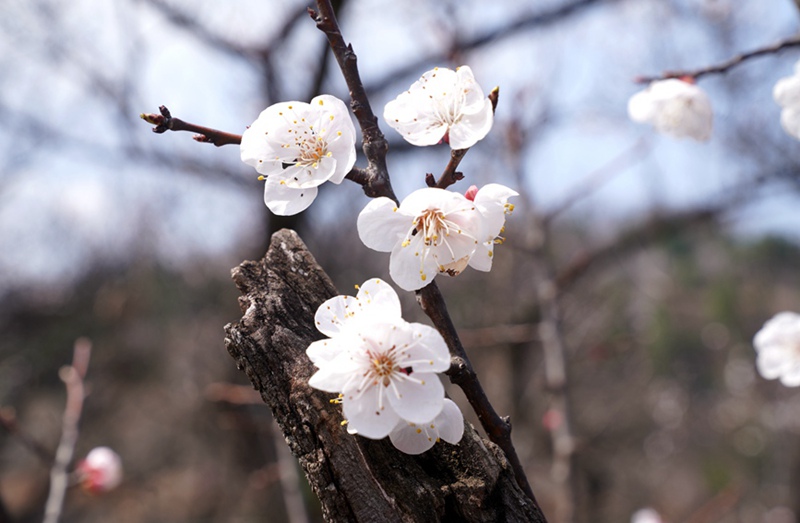 3月25日，西安市臨潼區(qū)仁宗街道莊王村官溝組杏花嶺上的杏花迎風(fēng)怒放。王三合攝