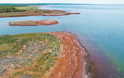 遺鷗在湖心島上空飛翔。