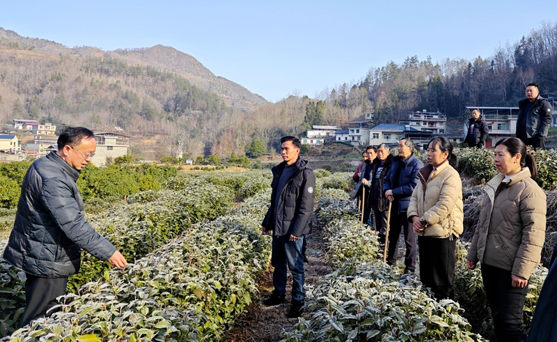 農(nóng)技人員現(xiàn)場指導(dǎo)茶農(nóng)管護技能。紫陽縣融媒體中心供圖