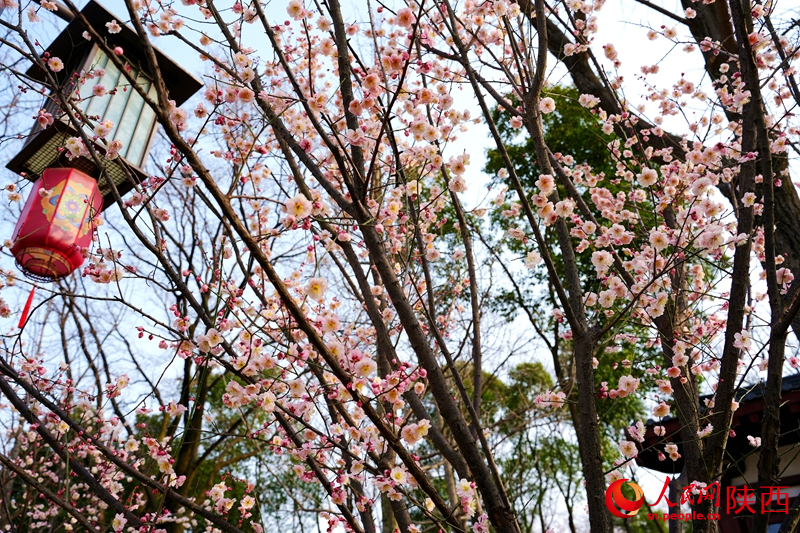 3月7日，西安興慶宮公園，梅花競(jìng)相綻放。人民網(wǎng)記者 孫挺攝