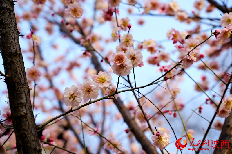 3月7日，西安興慶宮公園，梅花競相綻放。人民網(wǎng)記者 孫挺攝