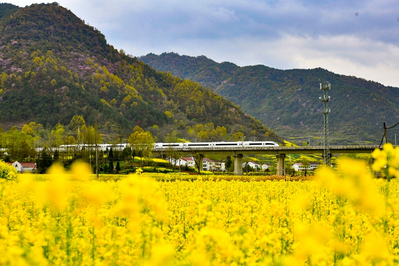 高鐵穿越油菜花海。陳喆攝