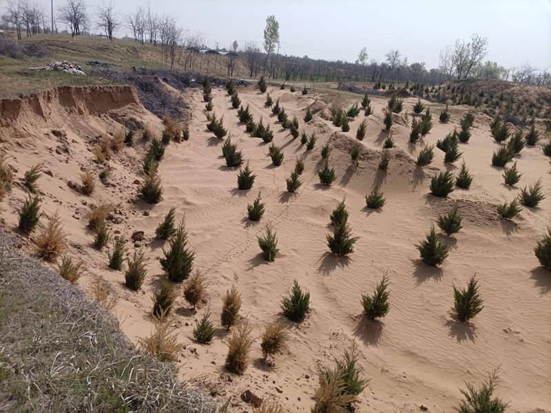 大荔縣沙地治理成效。陜西省林業(yè)局供圖
