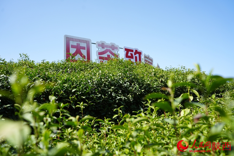 安康市平利縣蔣家坪村鳳凰茶山。人民網(wǎng)記者 孫挺攝