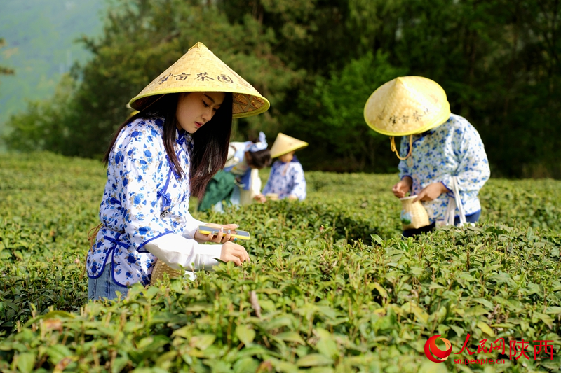 游客在安康市紫陽縣向陽鎮(zhèn)陜甘茶馬古道半畝茶園景區(qū)內(nèi)體驗(yàn)采茶。人民網(wǎng)記者 孫挺攝
