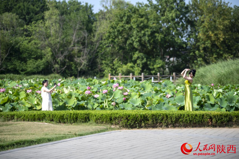 天漢濕地公園內，市民在賞荷、拍照。人民網(wǎng)記者 翁奇羽攝