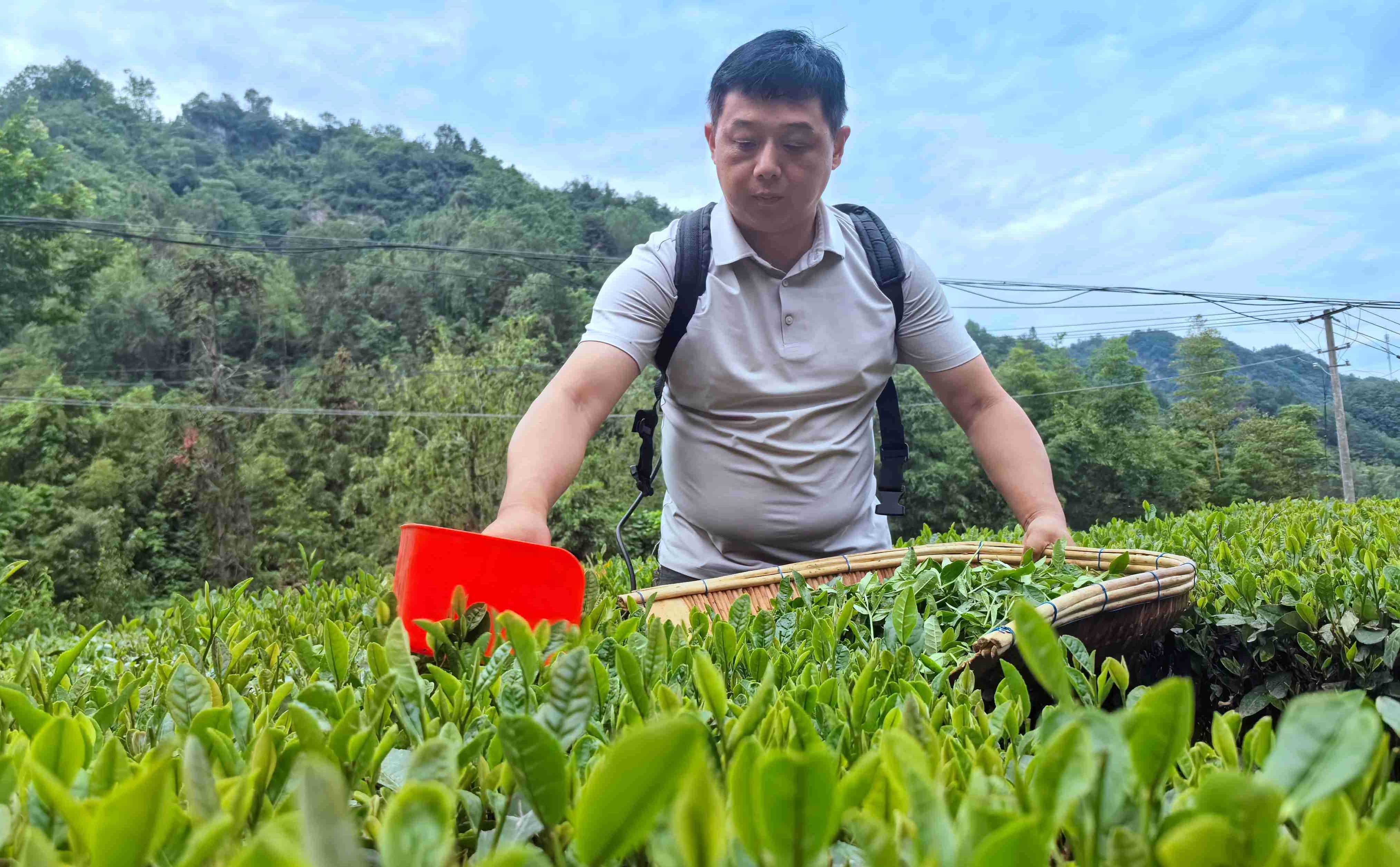 安康市漢陰縣：采茶有了好幫手