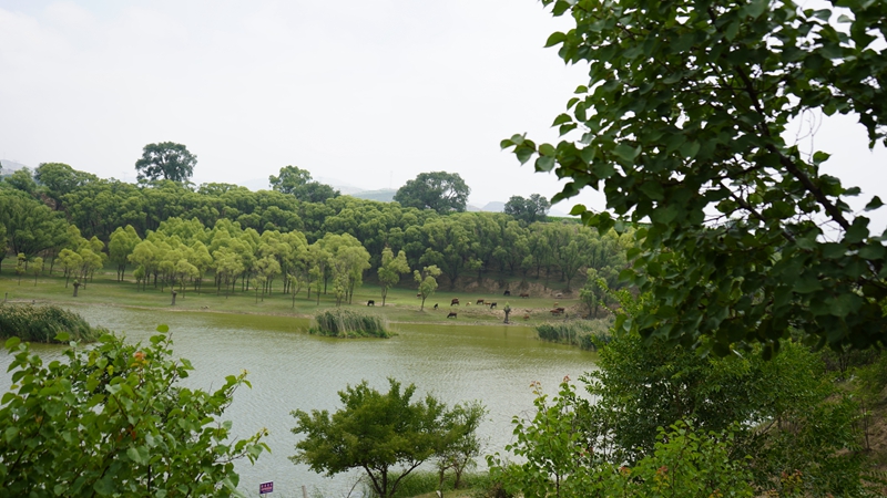 蘆靖湖景色。
