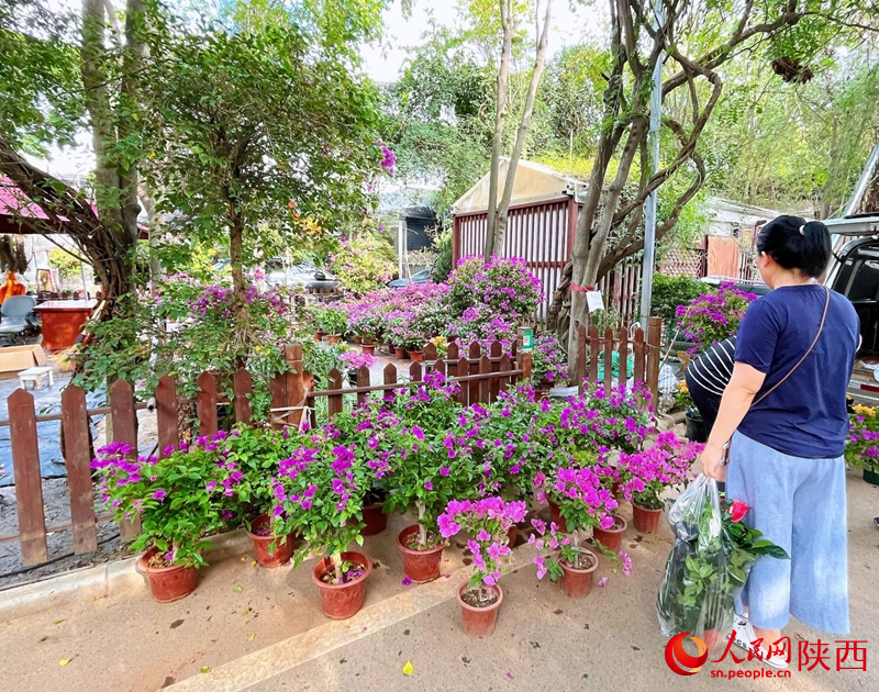 在秦嶺花世界花卉市場，市民選購鮮花、綠植。人民網(wǎng)記者 魏鑫攝