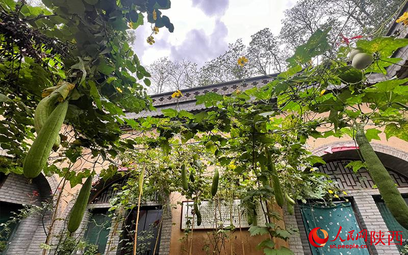 同大爺家種植的絲瓜掛滿枝頭。人民網(wǎng)記者 鄧楠攝