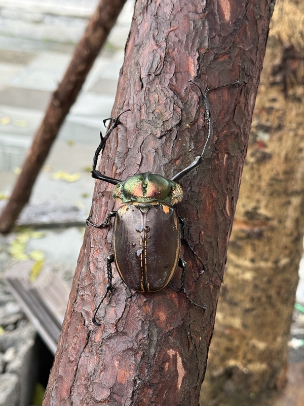陽彩臂金龜。張正旭攝