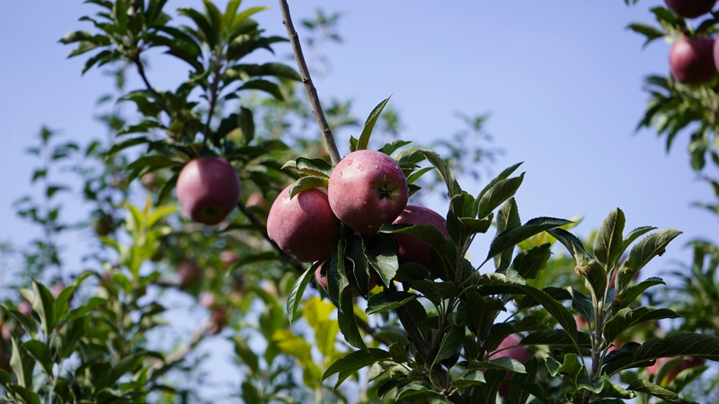 金秋九月，靖邊縣一處果園里，一派豐收景象。