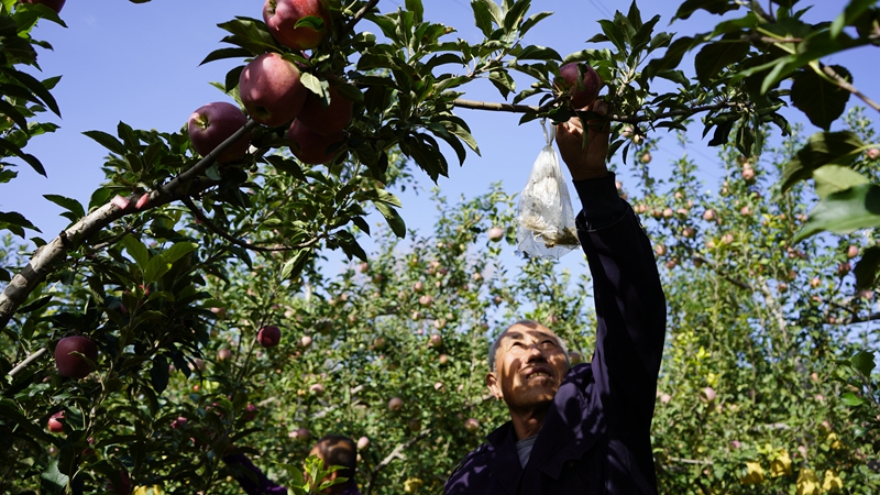 金秋九月，靖邊縣一處果園里，一派豐收景象。