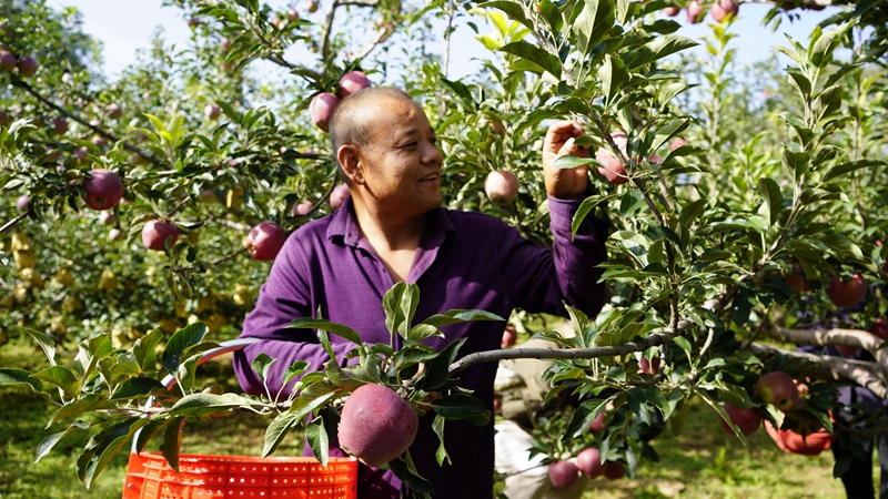 金秋九月，靖邊縣一處果園里，一派豐收景象。