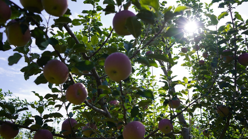 金秋九月，靖邊縣一處果園里，一派豐收景象。
