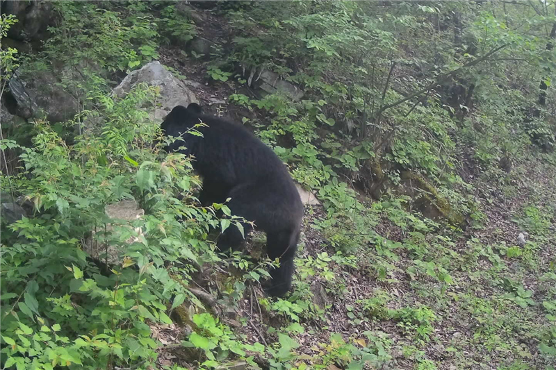 紅外相機拍攝到的黑熊（資料圖）。西安市鄠邑區(qū)秦嶺生態(tài)環(huán)境保護管理局供圖