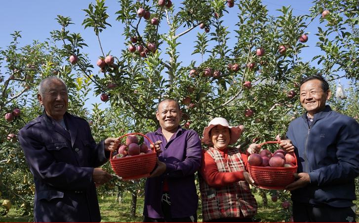 陜西靖邊：金秋果園滿庭芳