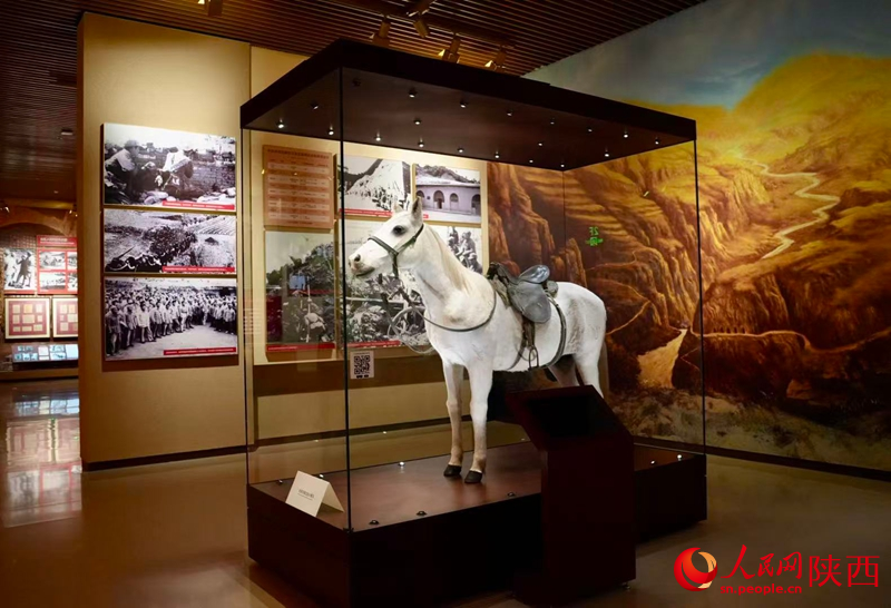 延安革命紀(jì)念館展出的小青馬標(biāo)本。人民網(wǎng)記者 鄒星攝