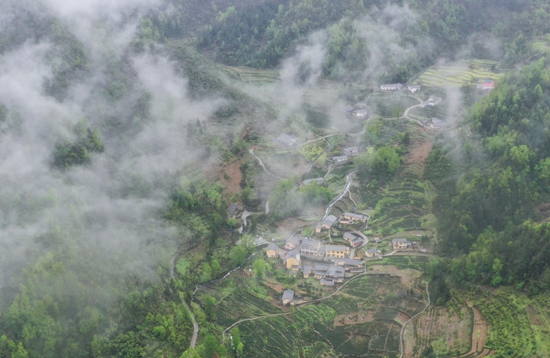 俯瞰天寶村，茶園環(huán)抱。肖占田攝