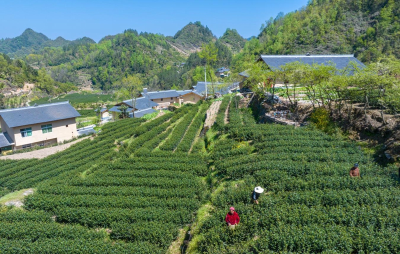 村民正在茶壟間采茶。肖占田攝