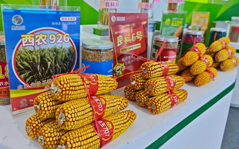 楊凌農(nóng)高會B館第十屆楊凌種業(yè)展區(qū)的玉米品種展示。楊凌示范區(qū)管委會供圖
