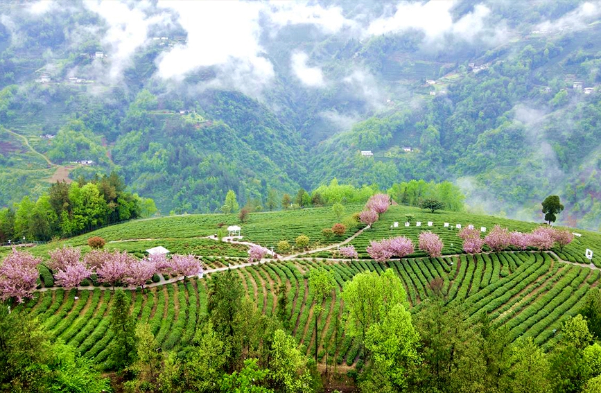 陜甘茶馬古道景區(qū)半畝茶園航拍。鄭曉虎攝