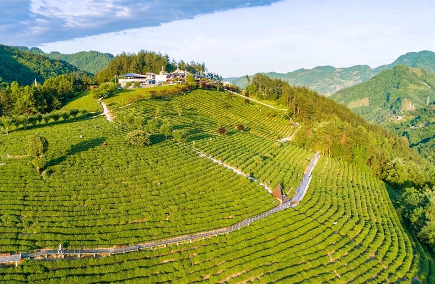 陜甘茶馬古道景區(qū)半畝茶園航拍。紫陽(yáng)縣融媒體中心供圖