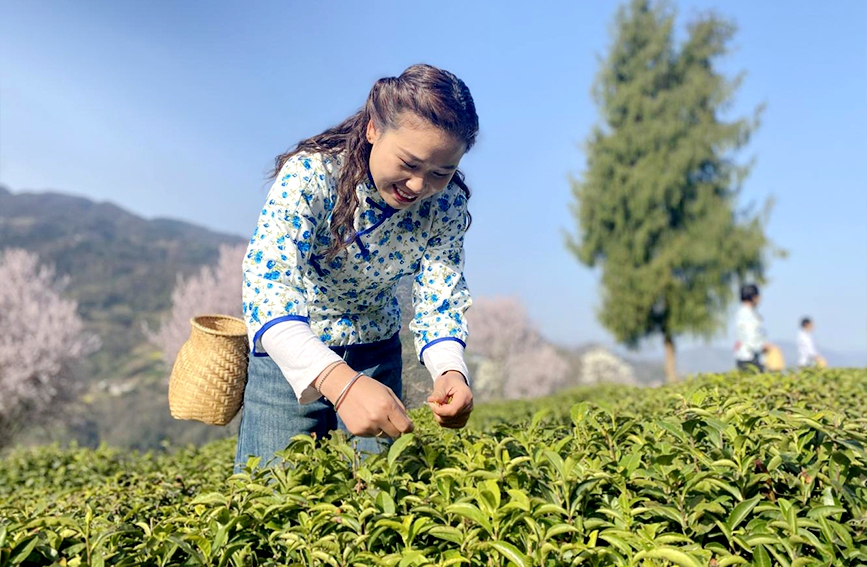 在采茶季,當?shù)夭柁r忙著采摘鮮葉。鄭曉虎攝