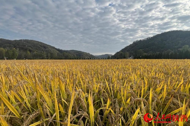 南泥灣稻田。人民網(wǎng)記者 鄒星攝