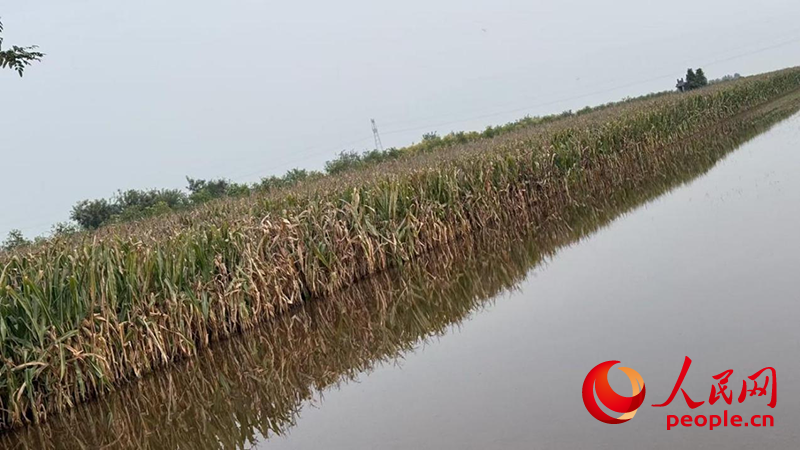 10月23日，運城市鹽湖區(qū)金井鄉(xiāng)西王村，還有成片的玉米地泡在積水里。截至10月29日，水位有少許下降。人民網(wǎng)記者 段思齊攝