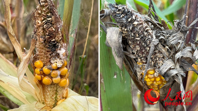 10月23日，在山西運城萬榮縣裴莊鎮(zhèn)，田里的玉米發(fā)生霉變。人民網(wǎng)記者 段思齊攝