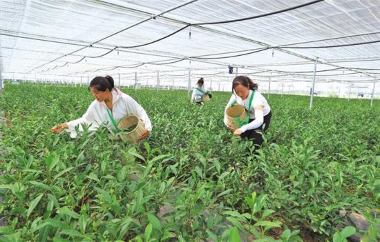 5月24日，工作人員在大棚里采摘頭茬“白毫早”。記者 楊光攝